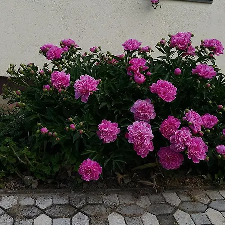 Appartement Marietta Hévíz